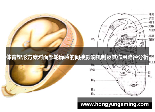 体育塑形方案对面部轮廓感的间接影响机制及其作用路径分析